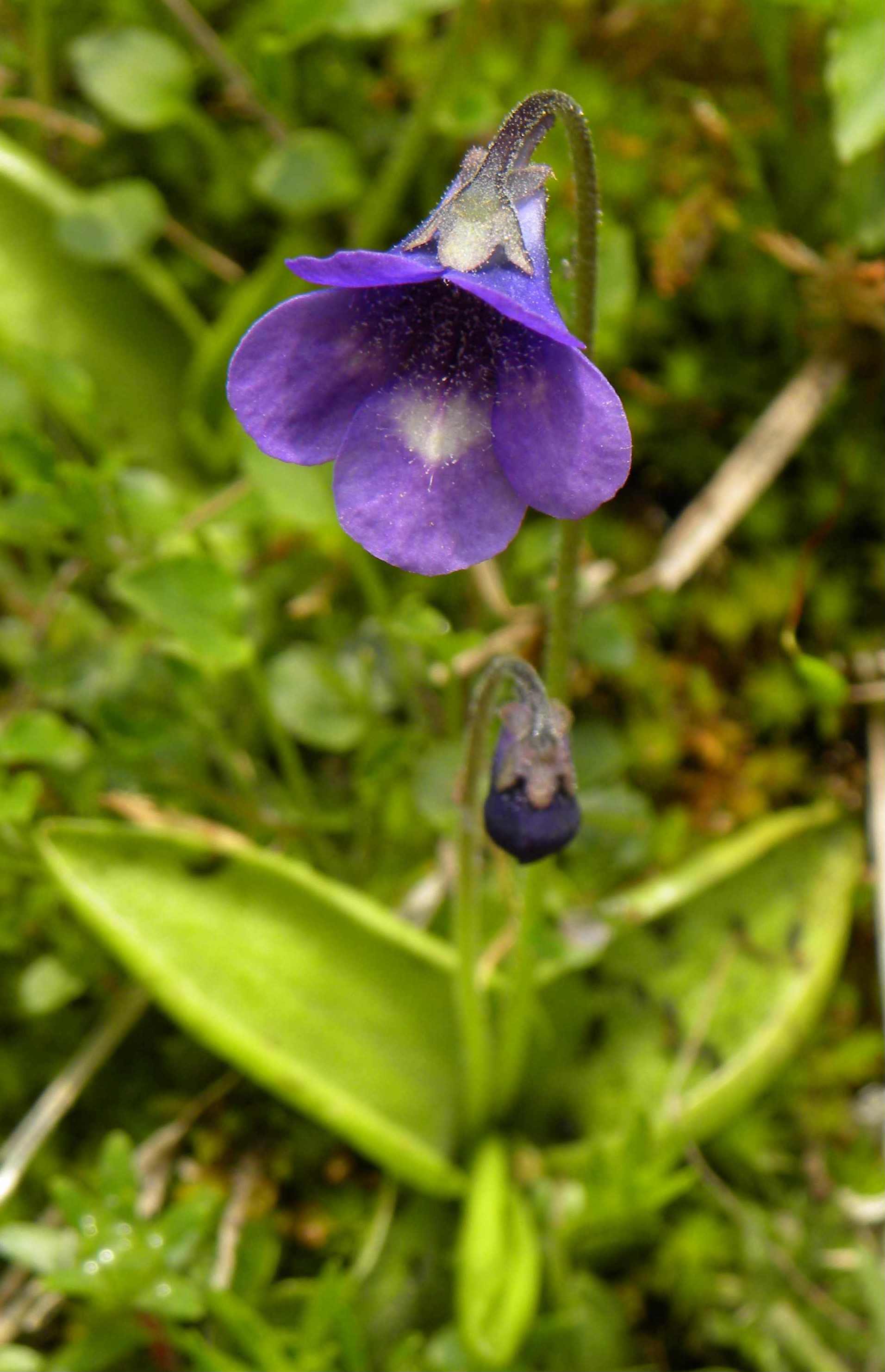 Pinguicula leptoceras